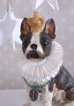 figura psa królewski boston terrier