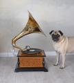 retro gramofon his masters voice mosiężna tuba