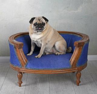 sofka legowisko dla psa kobaltowa styl barokowy